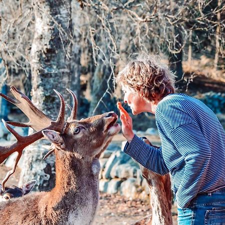 Willa Damwildfarm In Rollerbue Suedschweden Tyringe Zewnętrze zdjęcie