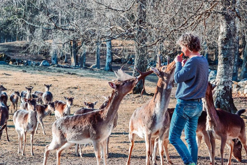 Willa Damwildfarm In Rollerbue Suedschweden Tyringe Zewnętrze zdjęcie