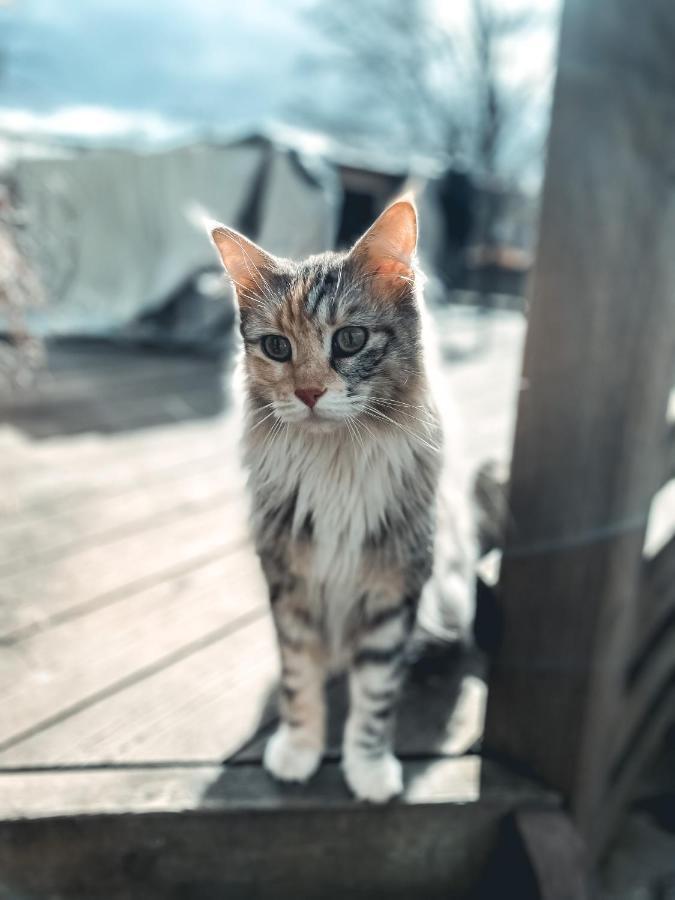 Willa Damwildfarm In Rollerbue Suedschweden Tyringe Zewnętrze zdjęcie