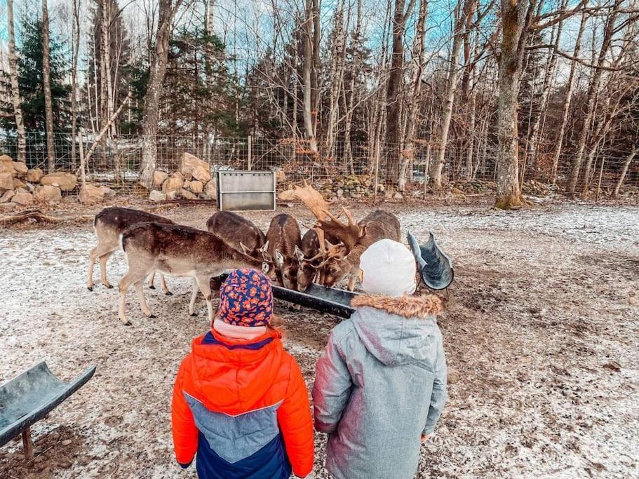 Willa Damwildfarm In Rollerbue Suedschweden Tyringe Zewnętrze zdjęcie