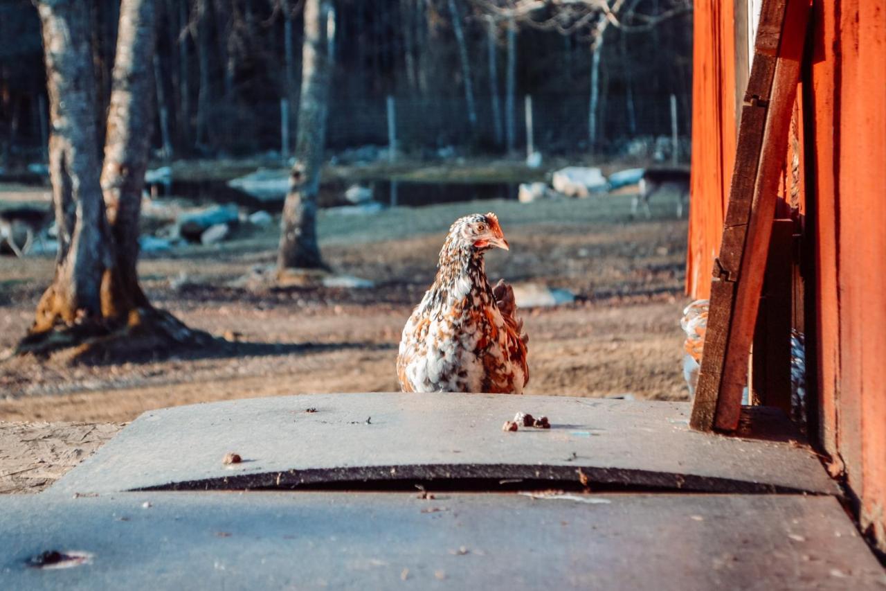 Willa Damwildfarm In Rollerbue Suedschweden Tyringe Zewnętrze zdjęcie