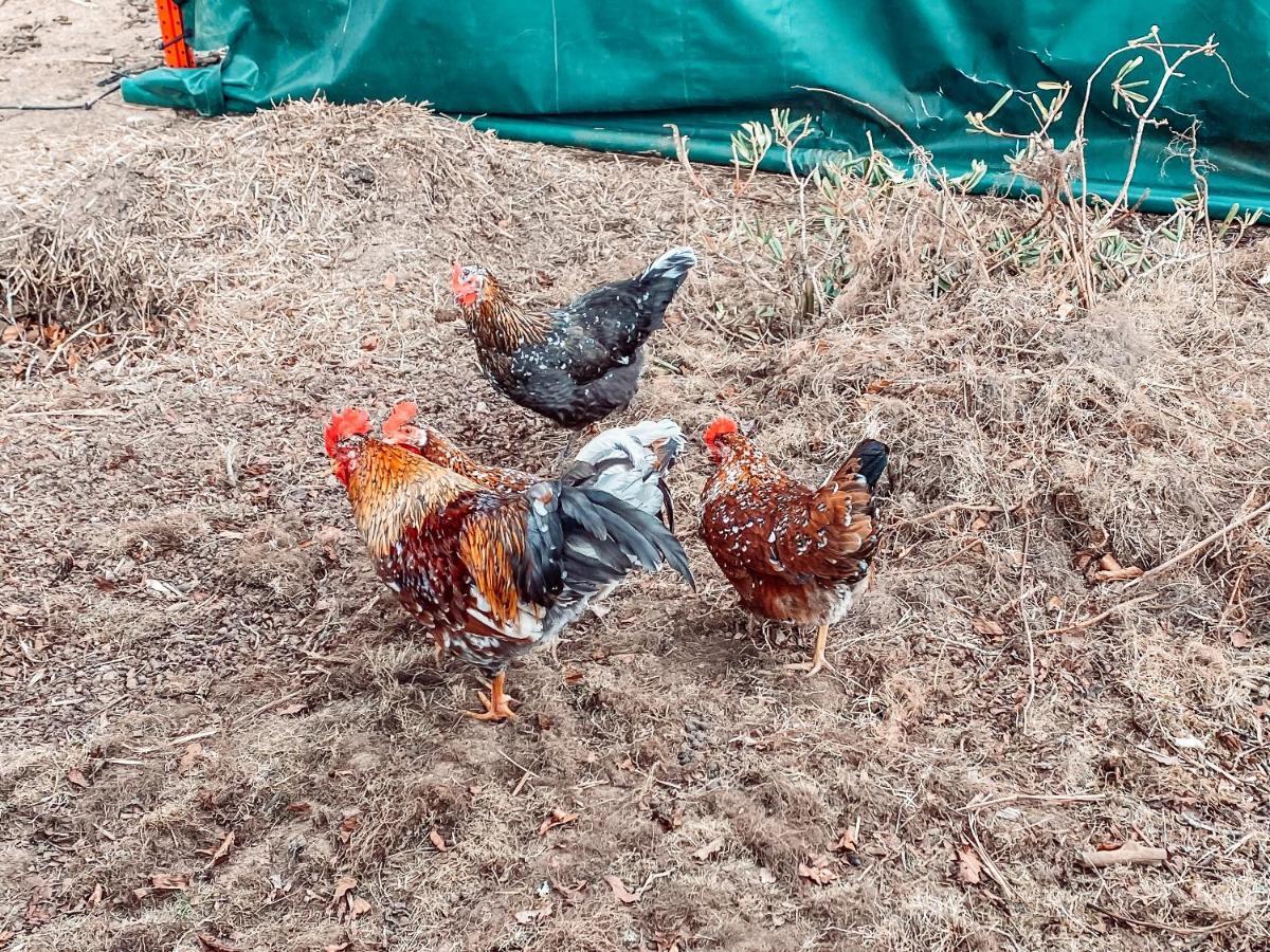 Willa Damwildfarm In Rollerbue Suedschweden Tyringe Zewnętrze zdjęcie