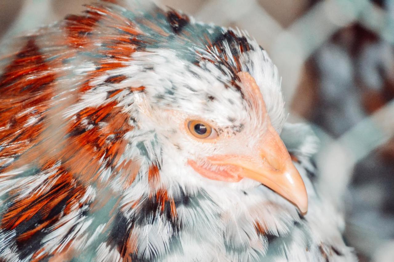 Willa Damwildfarm In Rollerbue Suedschweden Tyringe Zewnętrze zdjęcie