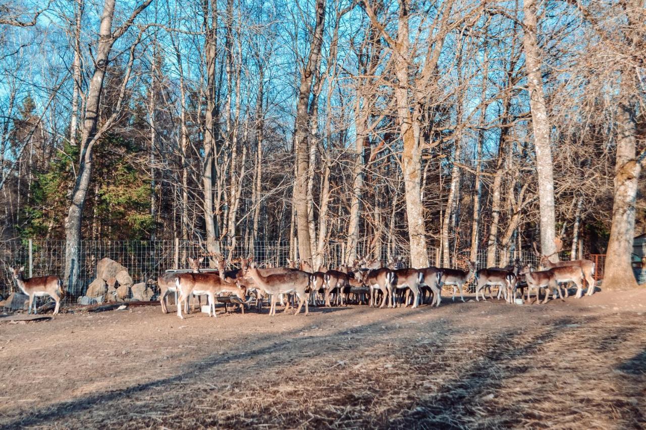 Willa Damwildfarm In Rollerbue Suedschweden Tyringe Zewnętrze zdjęcie