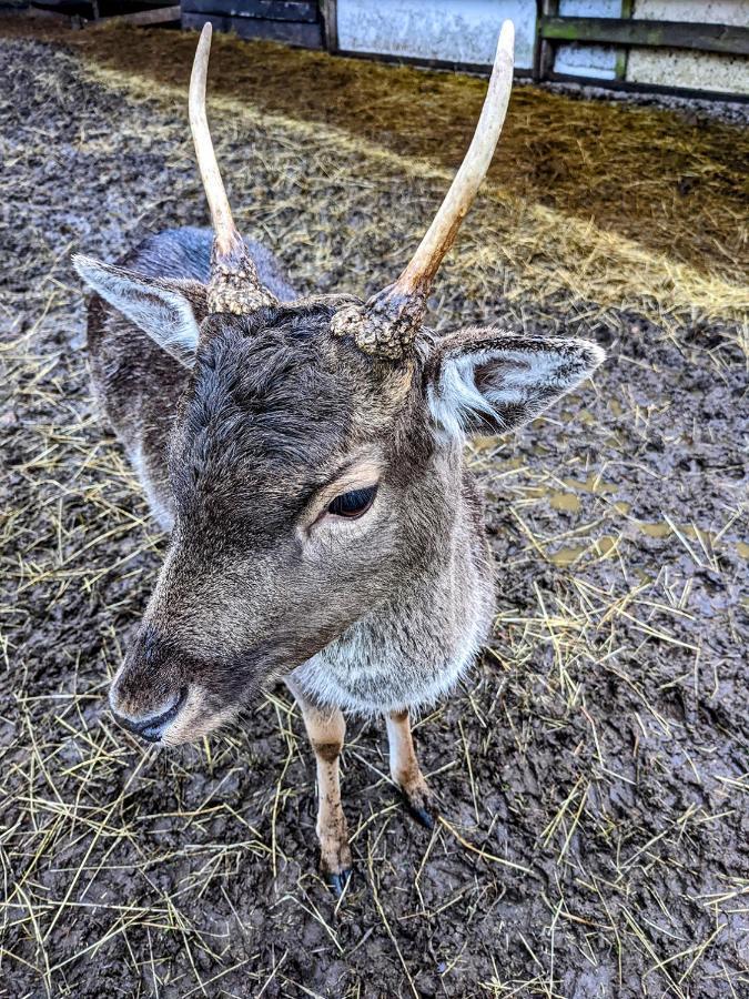 Willa Damwildfarm In Rollerbue Suedschweden Tyringe Zewnętrze zdjęcie