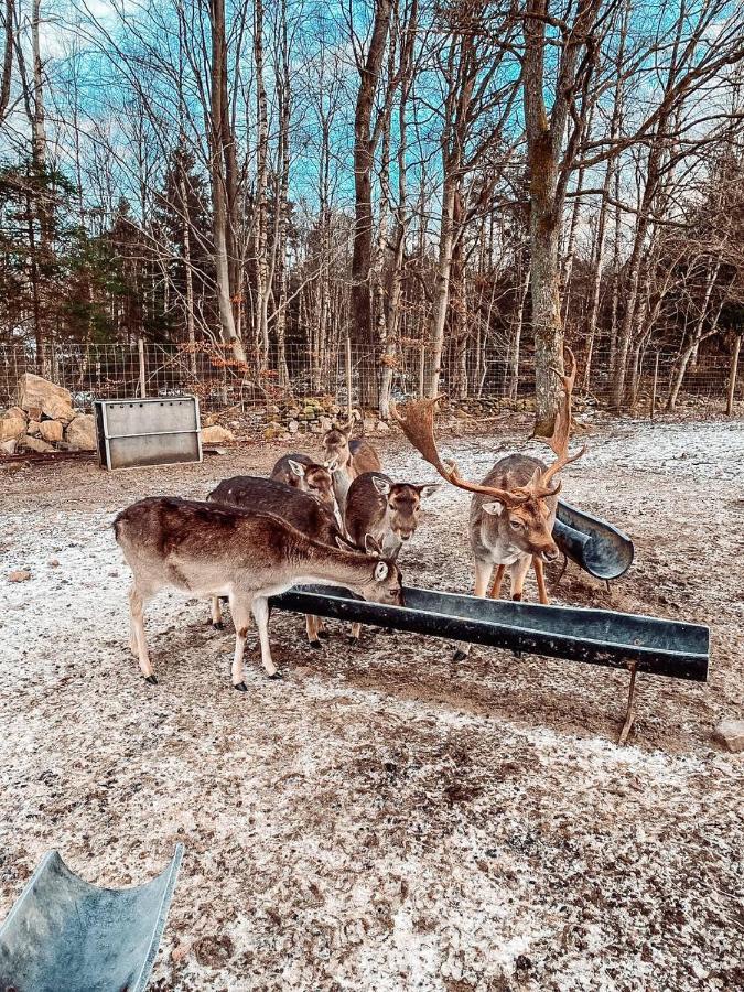 Willa Damwildfarm In Rollerbue Suedschweden Tyringe Zewnętrze zdjęcie