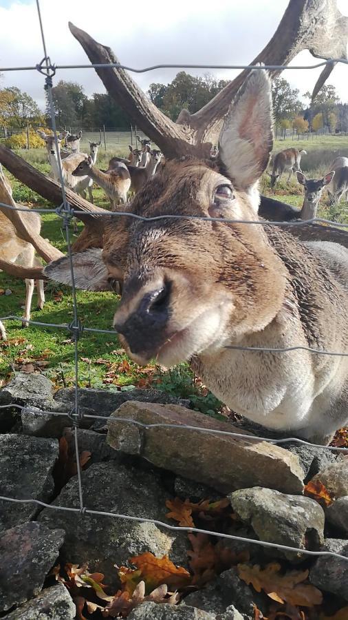 Willa Damwildfarm In Rollerbue Suedschweden Tyringe Zewnętrze zdjęcie