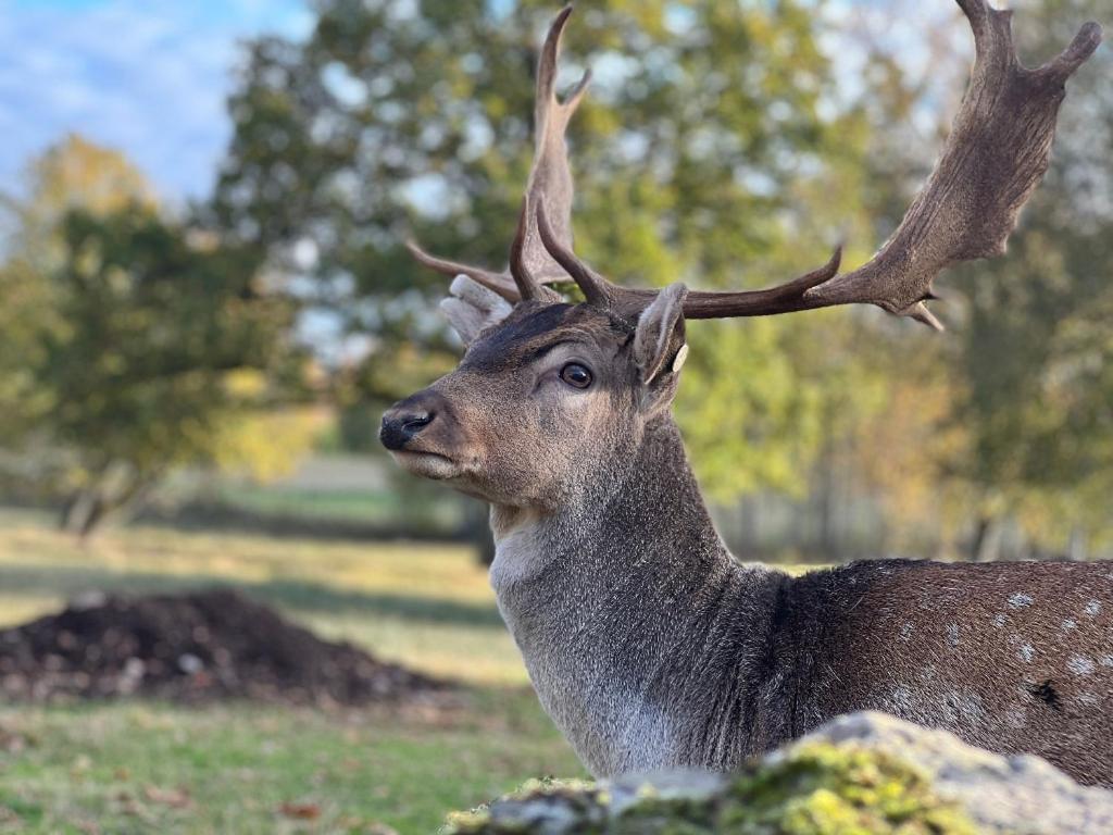 Willa Damwildfarm In Rollerbue Suedschweden Tyringe Zewnętrze zdjęcie